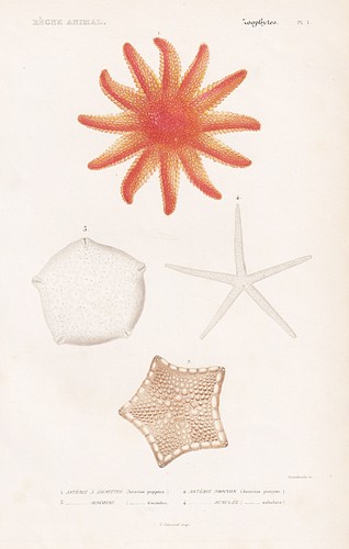 Stelle marine asterias papposa - stelle,