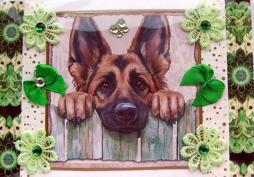 Cane cucciolo pastore - , tedesco