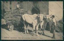 Florence Costumes Ox Car