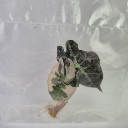 Alocasia polly pink - polly,