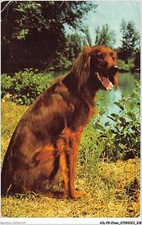 AILP8-0821 - Cane - Setter