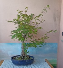Incantevole Prebonsai Acero Palmato coltivato Eretto formale
