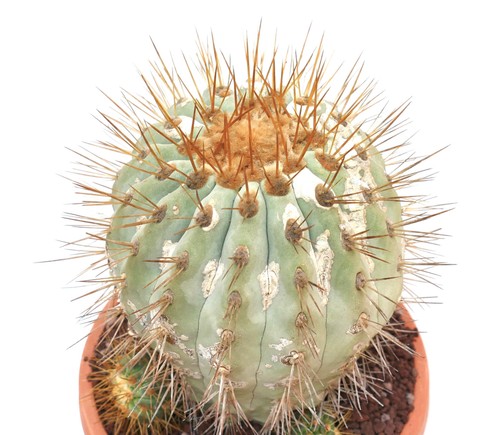 Copiapoa gigantea seeds - gigantea, 10