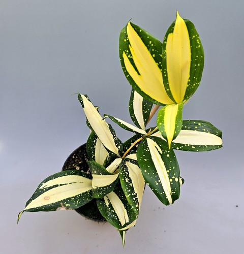 Dracaena surculosa milky way - dracaena,