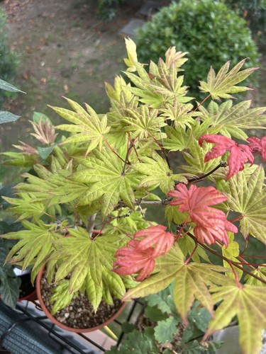 Acero bonsai - acero,