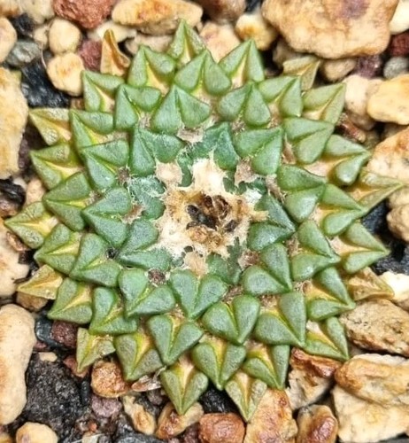 Ariocarpus kotschoubeyanus - ariocarpus, v
