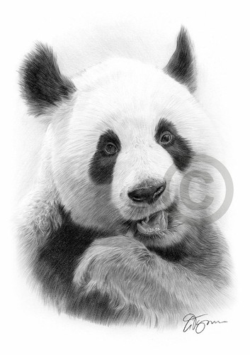Stampa disegno matita panda - disegno, a