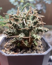 Rara boutique Euphorbia