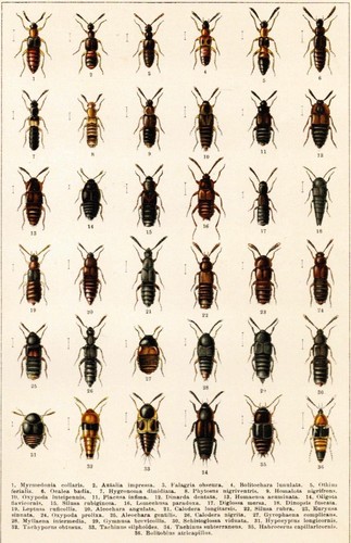 Käfer
