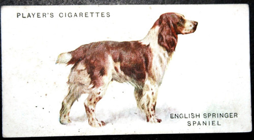 English springer spaniel - english,