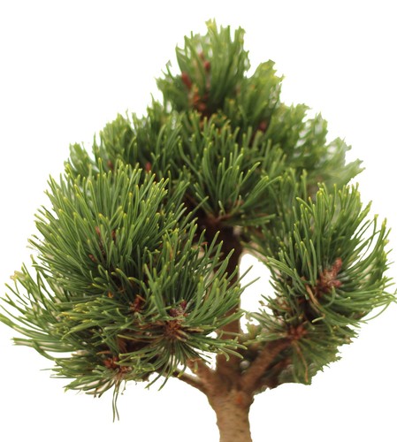 Tronco alto pino montagna - alto,