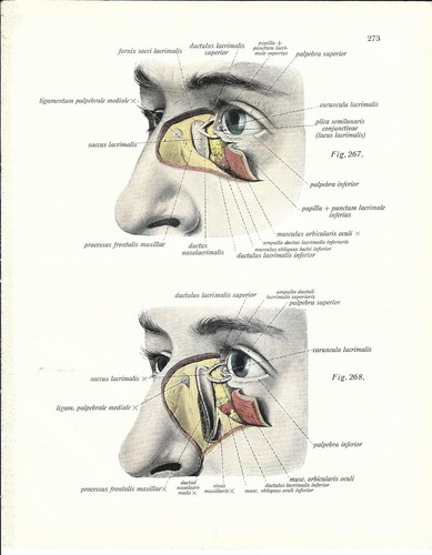 Stampa antica oculistica - stampa,