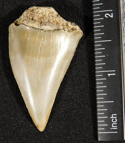 Grande dente fossile squalo - grande,