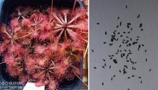 Semi (30) di Drosera tokaiensis, pianta carnivora