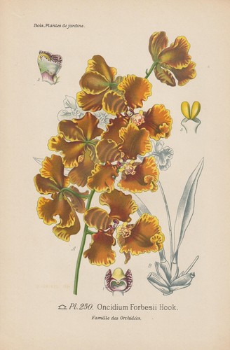Orchidea oncidium forbesii - orchidea,
