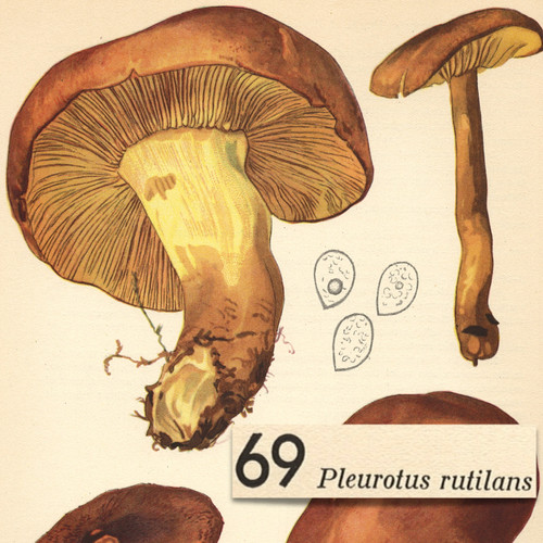 Funghi fungo pleurotus - funghi,