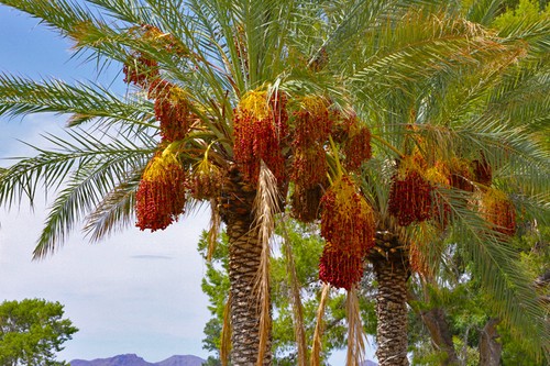 Seeds palm date - -, tree