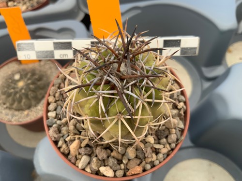 429 copiapoa spec lost - copiapoa, spec.