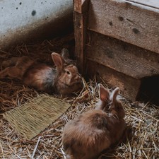  2 Pcs Stuoie Di Paglia