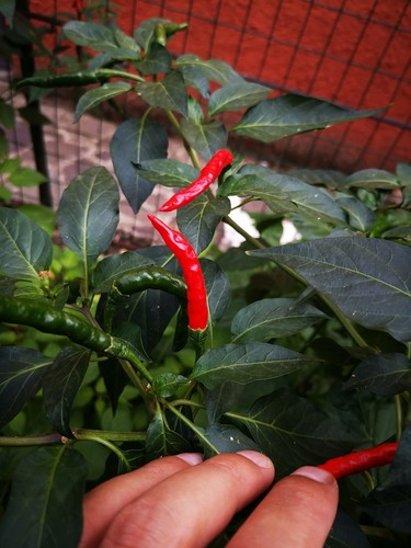Semi peperoncino piccante - semi,