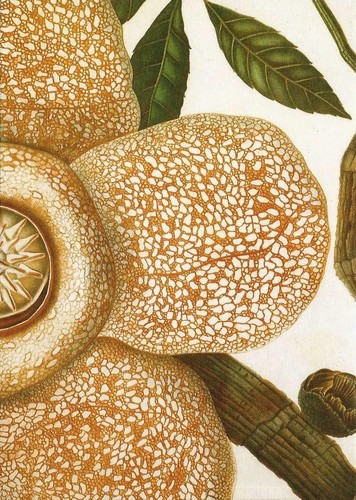 Cartolina disegno botanico kew - cartolina,