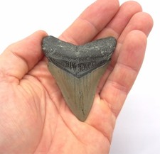 Dente di squalo megalodonte
