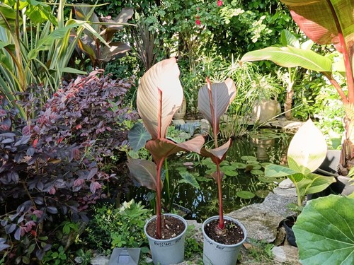 Pianta canna russian red - pianta,