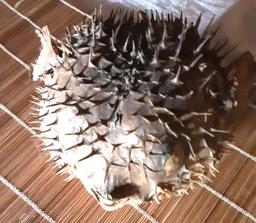 Pesce palla istrice antico - pesce,