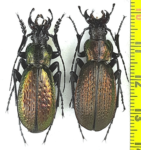 Carabidae carabus - carabidae,,