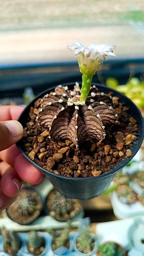 Gymnocalycium friedrichii agua
