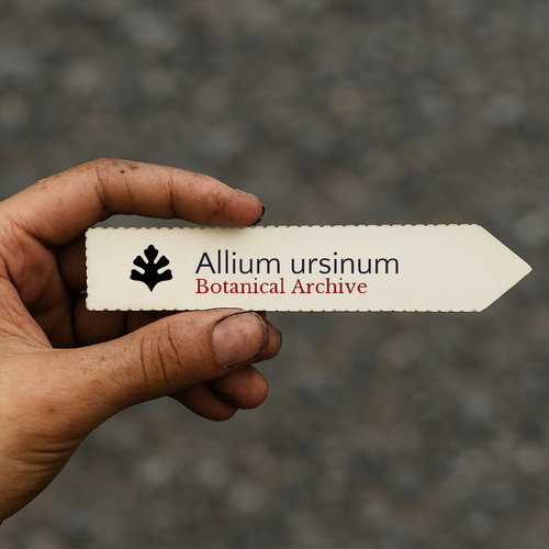 Allium ursinum wild - ursinum, garlic