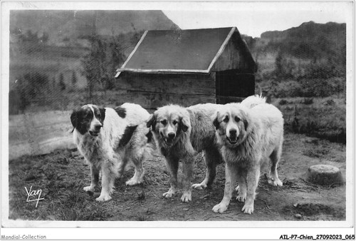 Ailp7 0645 cane - -, cani