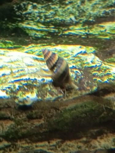 Anentome helena lumaca - helena, (lumaca