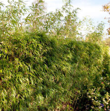 Bambù da siepe 125-150 cm - Fargesia rufa