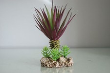 Terrario Deserto Pianta Con