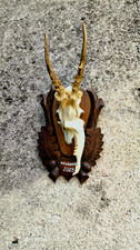 Trofeo Caccia Capriolo Scudo Corna Tassidermia Taxidermy no cervo daino volpe