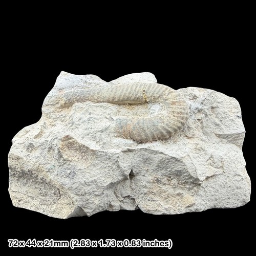 Heteroceras moriezense - heteroceras,