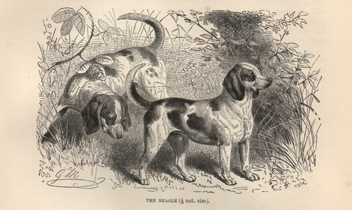 1894 stampa antica beagle cani - stampa,