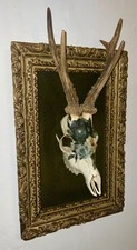 Cornice 900 con Teschio di