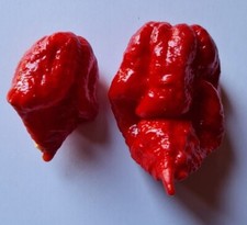 Semi Peperoncino 7Pot  Seven Pot