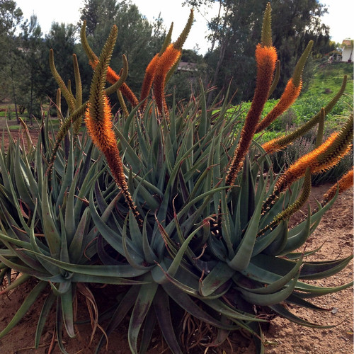Aloe castanea cat tail - castanea,,