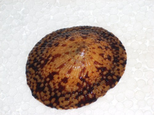 Cellana testudinaria amazing - testudinaria,