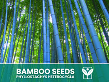 Bambù Blu – 10 Semi –