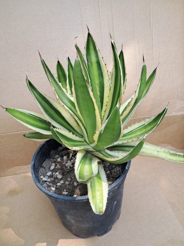 Agave lophantha quadricolor - lophantha,