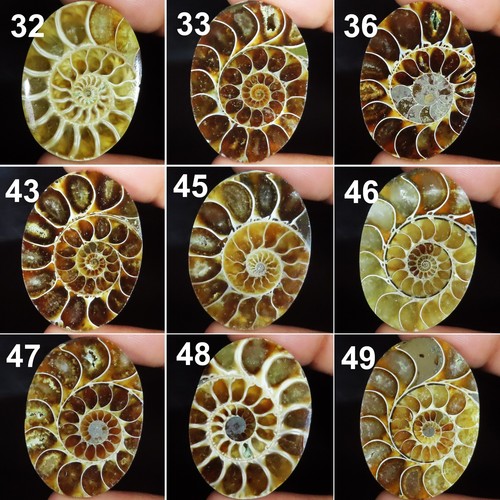 Ammoniti fossil cover cabochon - ammoniti,