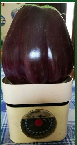Semi melanzana gigante - di, +