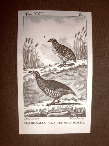 Quaglia pernice rossa - e,