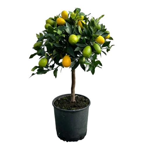 Lemonquat albero vaso ø20cm - lemonquat,