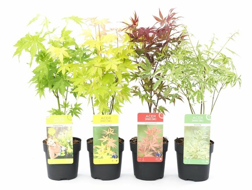 Acero palmato giapponese - , "acer