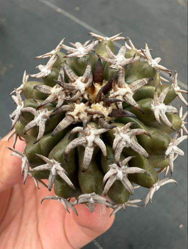 Piante cactus cm - piante,